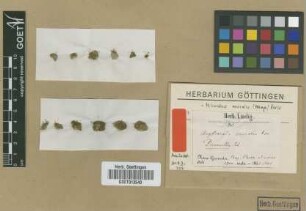 Aongstroemia muralis Hampe [type]
