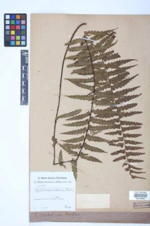 Asplenium caudatum G.Forst.