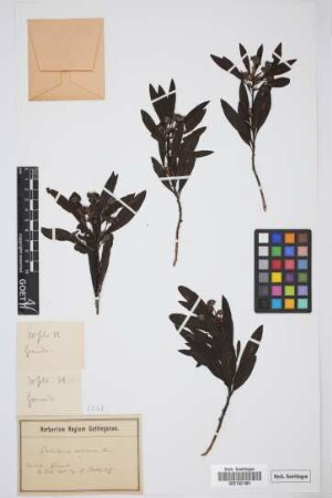 Globularia salicina Lam.