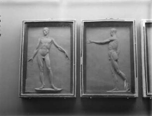 Anatomische Modelle: Zwei Darstellungen eines sogenannten Muskelmannes ohne Haut