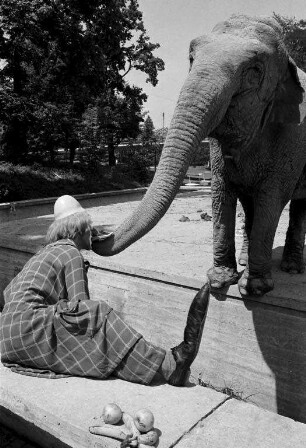 Schenkung der indischen Elefantendame Piccolo" an den Karlsruher Zoo durch den Zirkus Roland-Busch.