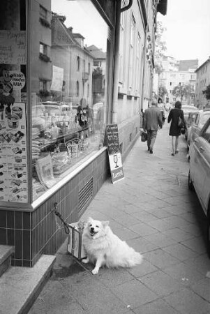 Haustier Hund.
