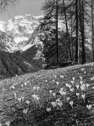 Stubaital. Landschaftsausschnitt mit Krokuswiese