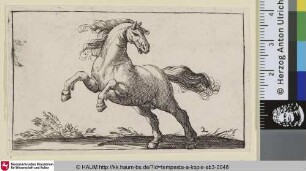 [Steigendes Pferd nach links; Rearing Horse Facing Left]