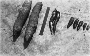 Geerntete Früchte : Yams-, Maniok- und Taroernte.