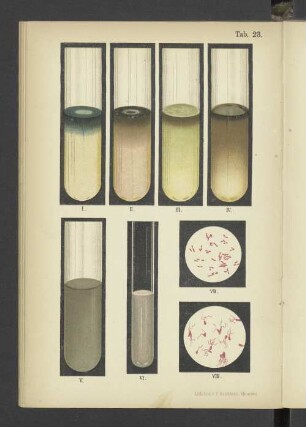 Tab. 23 Bacterium syncyaneum