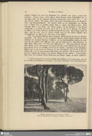 Aleppokiefern von Juan les Pins
