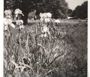 Bundesgartenschau 1955, Kassel: Iris