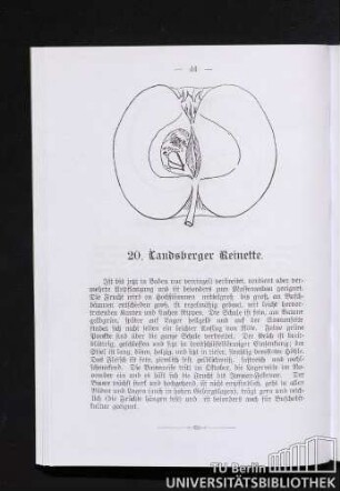 20. Landsberger Reinette.