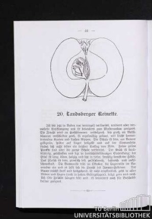 20. Landsberger Reinette.