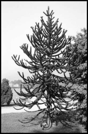 Lugano: Baum