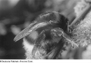 Eine Hummel auf einem Zweig