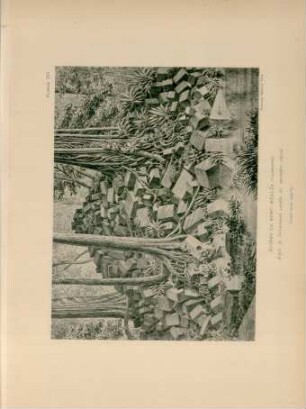 Ruines de Beng-Méaléa (Cambodge)