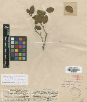 Calycogonium verrucosum Griseb. [holotype]