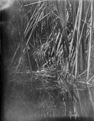 Rohrdommel : Rohrdommel (Botaurus stellaris Linnaeus) auf dem Nest.