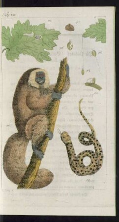 Taf. 13. Fig. 89. Die Schlange Anaconda Fig. 90. Der Nacht-Affe Fig. 91. - 96. Naturgeschichte einer merkwürdigen Raupe auf der Insel Malta