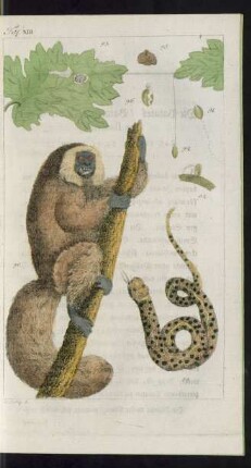 Taf. 13. Fig. 89. Die Schlange Anaconda Fig. 90. Der Nacht-Affe Fig. 91. - 96. Naturgeschichte einer merkwürdigen Raupe auf der Insel Malta