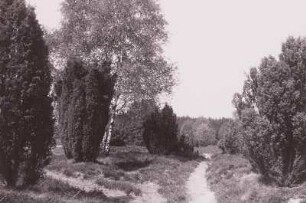 Lüneburger Heide. Wacholder bei Lutterloh
