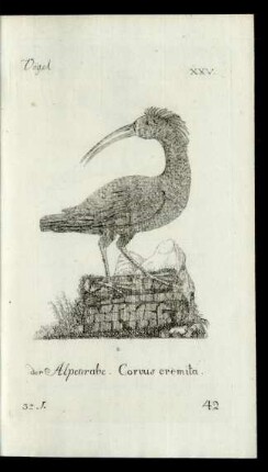 42 der Alpenrabe. Corvus eremita.