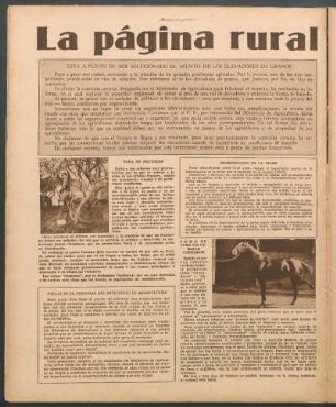 Como se cura un caballo coceador