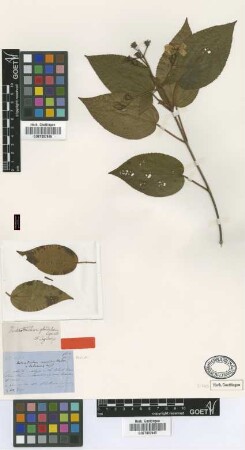 Heterotrichum glandulosum Cogn. [type]