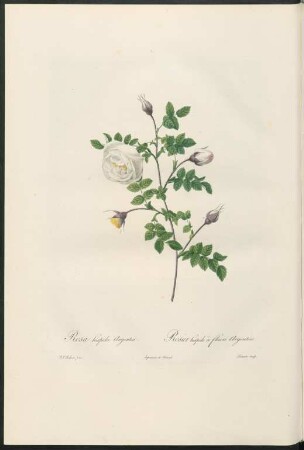 Rosa hispida Argentea. Rosier hispide à fleurs Argentées. Lemaire sculp.