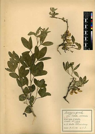 Leguminosae Anagyris foetida Linné, Carl von (1707 - 1778) [Pardes Hanna-Karkur (Stadt)]