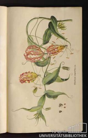 [Tab.] 2. Gloriosa superba Lin.