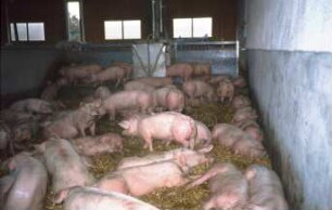 Fotografie: Stallsystem, Sauenhaltung, Gruppenhaltung, Tieflaufstall