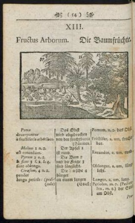 XIII. Fructus Arborum. Die Baumfrüchte