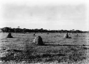 Termitenhügel : Termitenhügel in der Pampa von Santa Cruz