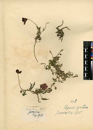 Papaveraceae Papaver syriacum [Jerusalem, Yerushalayim, El Quds, Al-Quds, Al Quds, El Quds Esh Sherif, Al-Muqaddas, Jérusalem, Gerusalemme, Jerusalén, Aelia Capitolina, Colonia Aelia Capitolina, Hierosolyma, Urusalim, Jerusalem]