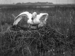 Schwan am Nest : Eschefelder Teiche, Höckerschwan (Cygnus olor) auf das Nest gehend