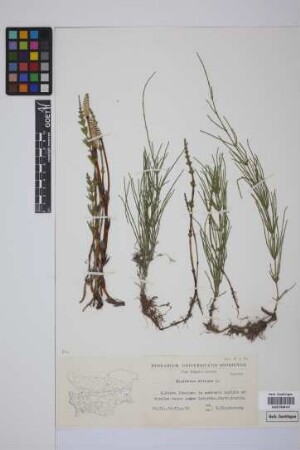 Equisetum arvense L.