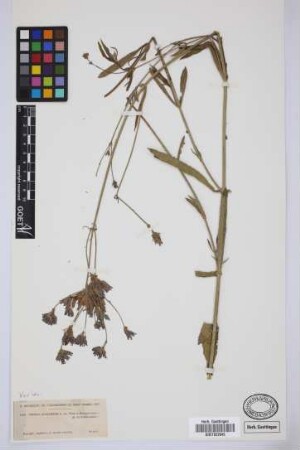 Verbena bonariensis L.