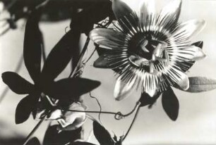 Passionsblume (Passiflora caerula). Blüte und Kletterranken
