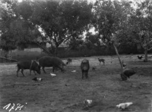 Tiergehege : Ein Tiergehege mit Schweinen, Tauben, Impalas und Hühnern
