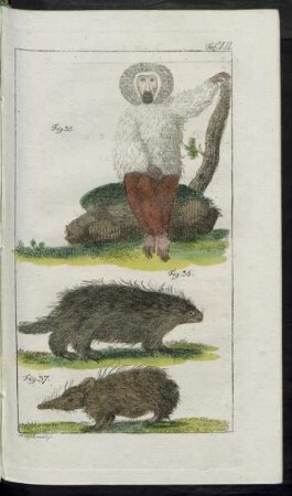 Taf. XII. Fig. 35. - Fig. 37.