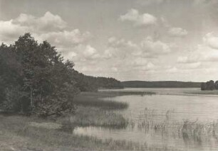 Schilfbewuchs an einem See