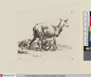 [Stehendes Schaf zwischen zwei liegenden Schafen; The Set of the Sheep, 3; Un mouton presque de face et debout [...] entre deux autres moutons qui sont couchés [...]]