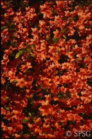 Potsdam, Park Sanssouci, Sträucher und Klettergehölze, Blüte.
