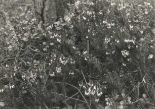 Schneeheide, auch Winterheide oder Frühlingsheidekraut genannt, (Erica carnea, Syn.: Erica herbacea), ist eine Pflanzenart aus der Gattung der Heidekräuter (Erica) innerhalb der Familie der Heidekrautgewächse (Ericaceae)