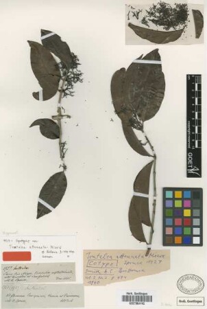 Tontelea attenuata Miers [syntype]