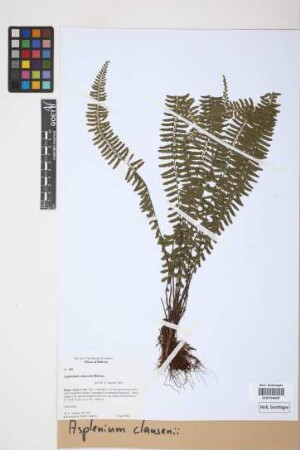 Asplenium claussenii Hieron.