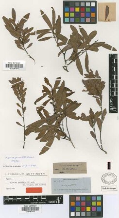 Myrica punctata Griseb. [holotype]
