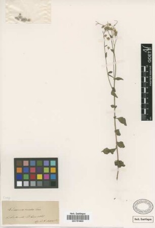 Vernonia cinerea Less