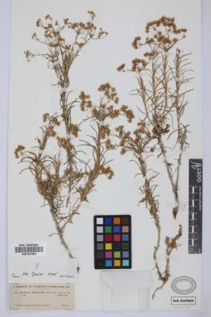 Phagnalon umbelliforme DC.