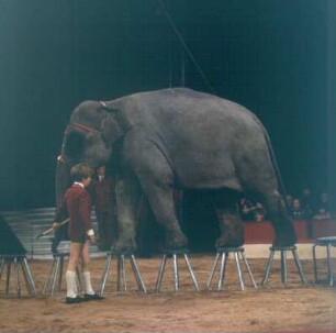 Zirkus Krone. Gary mit einer Elefantendressur