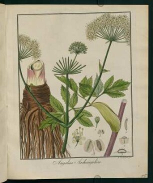 55r, Angelica Archangelica