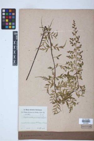 Asplenium praemorsum